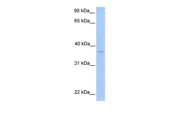 NIPAL2 Antibody