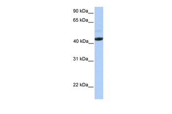 EDAR Antibody