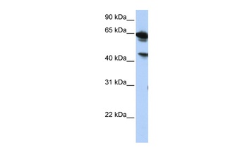 ABHD16A Antibody