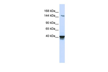 IGSF9 Antibody