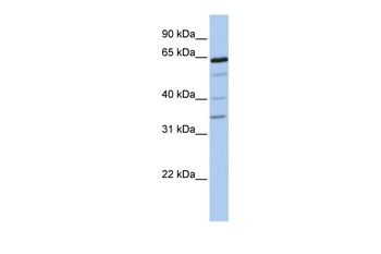 GALNTL1 Antibody