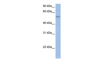 FAM20C Antibody