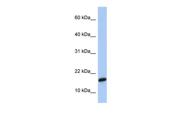 PLGRKT Antibody