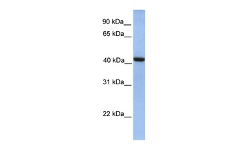 GMPPA Antibody