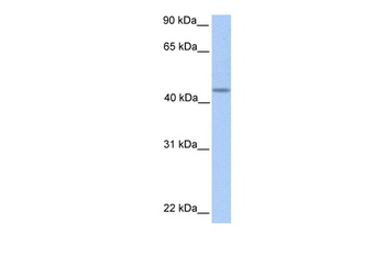 PNPLA5 Antibody