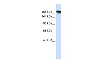 RSF1 Antibody