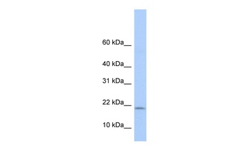 POLR1D Antibody