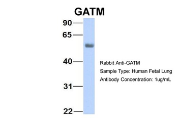 GATM Antibody