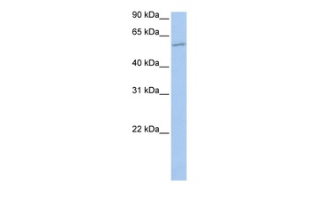 MBOAT1 Antibody