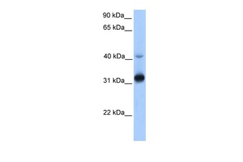 TECR Antibody