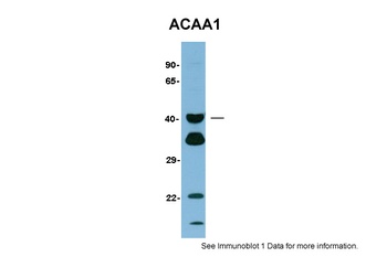 ACAA1 Antibody