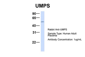 UMPS Antibody