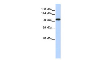 PAXBP1 Antibody