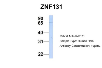 ZNF131 Antibody