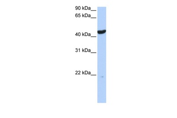 KRT23 Antibody