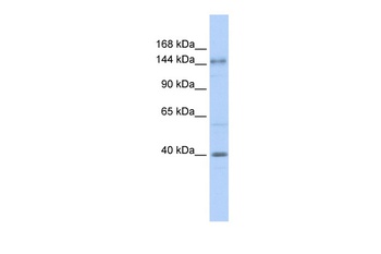 ADCY10 Antibody