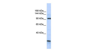 KIAA1024 Antibody