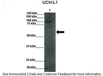 DGCR2 Antibody