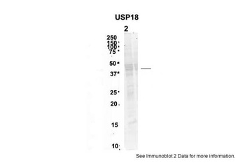 USP18 Antibody