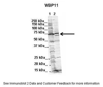 WBP11 Antibody