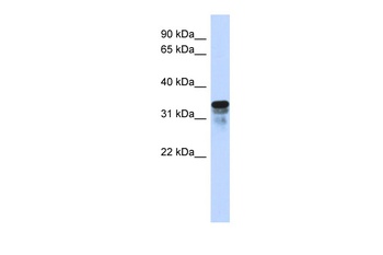 RMDN1 Antibody