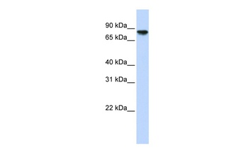 GYS2 Antibody