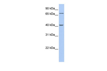 GALNT4 Antibody