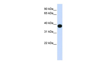 DEGS1 Antibody