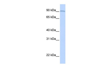 AOC2 Antibody