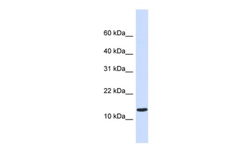 C1orf95 Antibody