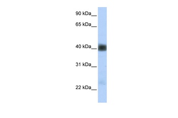 SGCB Antibody