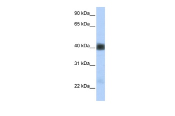 SGCB Antibody