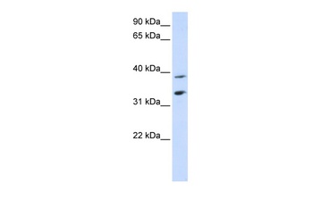 SLC25A34 Antibody