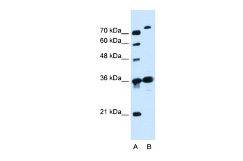 SLC9A7 Antibody