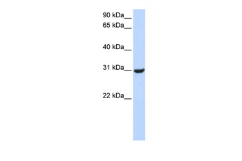 RNF182 Antibody