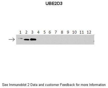 UBE2D3 Antibody