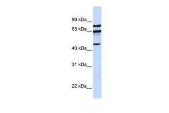 PPP4R2 Antibody