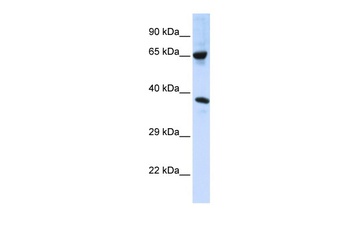C6orf134 Antibody