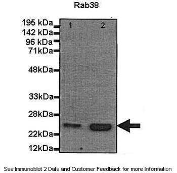 RAB38 Antibody