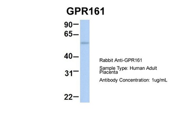 GPR161 Antibody