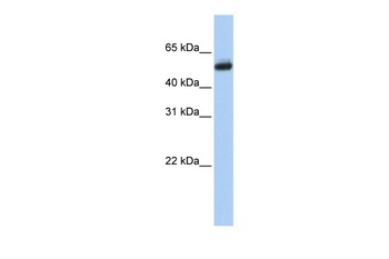 CYP4B1 Antibody