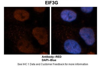 EIF3G Antibody