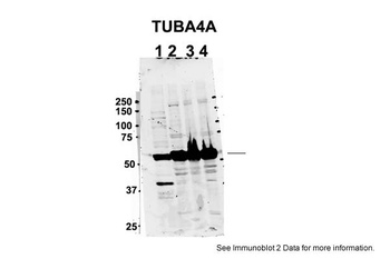 TUBA4A Antibody