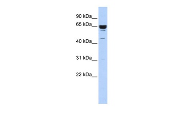 ZNF587 Antibody