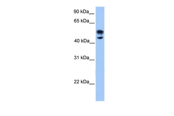 DEAF1 Antibody