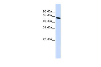 PDLIM5 Antibody