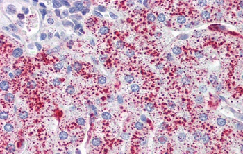 SP4 Antibody