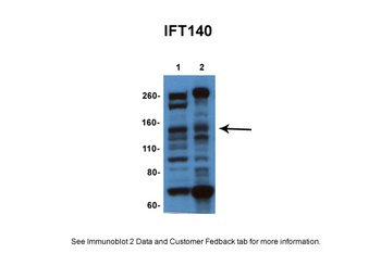 IFT140 Antibody