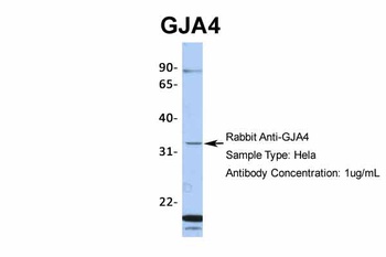 GJA4 Antibody