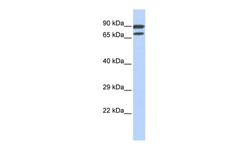 ZNF583 Antibody